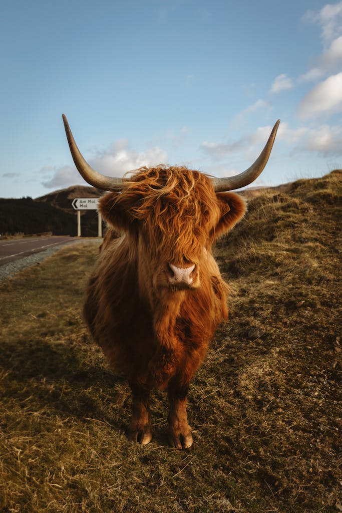 The Ultimate Old Money Elegance Guide to the Scottish Highlands 3 Close-up of a Highland cow on the Isle of Skye, Scotland, with scenic backdrop.