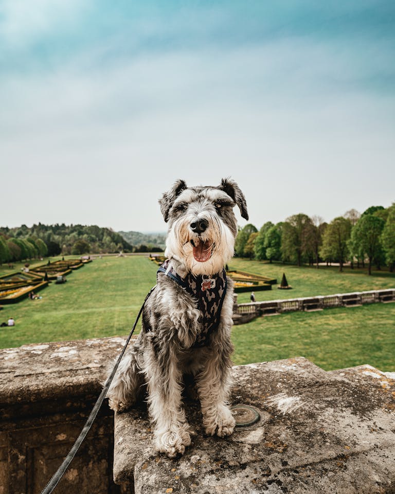 Happy schnauzer enjoying a sunny day at Cliveden Gardens, Taplow, UK.