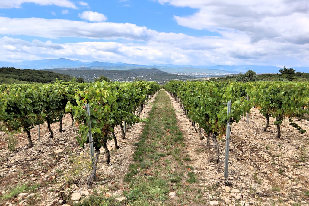 Rows of grapevines in a picturesque vineyard with mountains in the background.